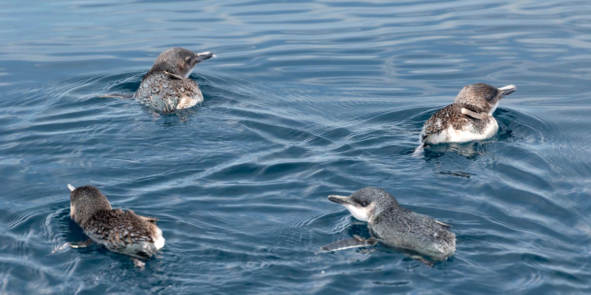 Four little blue penguins swimming offshore Pakiri Beach